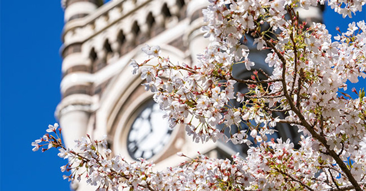 blossom tree in front of clocktower 