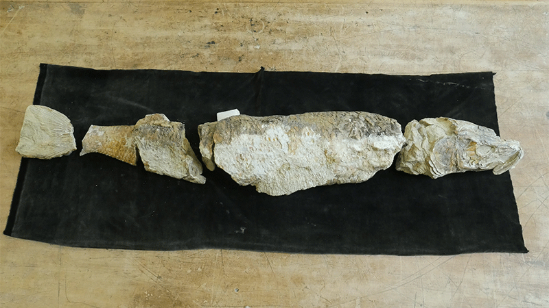 a fossil fish