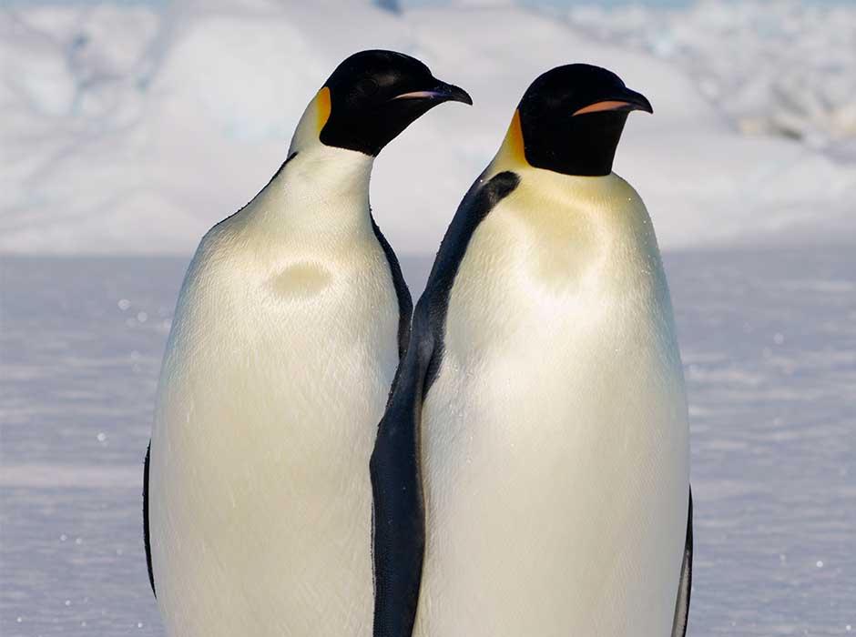 Two Emperor penguins standing closely together with snow in the background