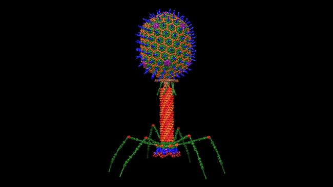 bacteriophage_650