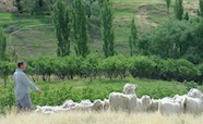 Central Otago farmer tends to his flock