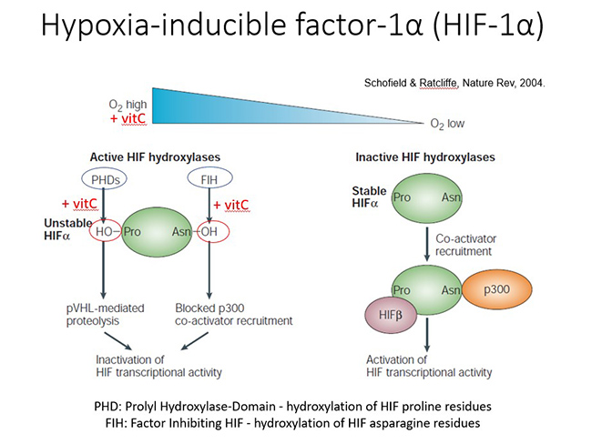 Hypoxia inducible factor 1a