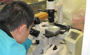 Augustine Chen assessing cell growth tn