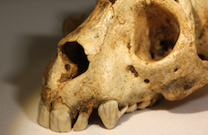 Archaeolemur skull image