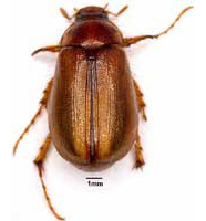 Scarabid beetle (Coleoptera-Scarabidae)