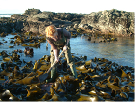 Fig.-7-Kelp-holdfast-sampling-in-southern-New-Zealand