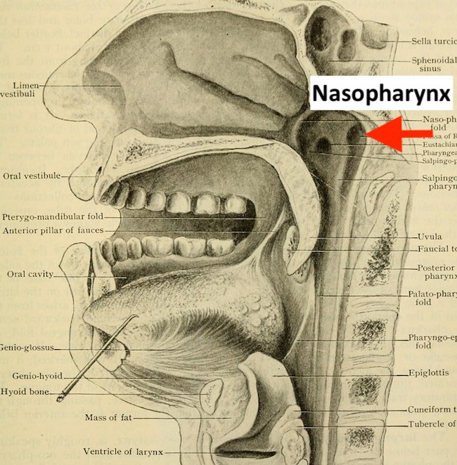 Anatomical drawing of a head in cross-section, with the nasopharynx marked with an arrow.