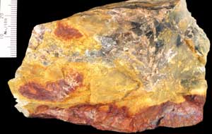 The yellow-brown stain on the rock surface is formed as the pyrite and marcasite decompose in rainwater to jarosite (yellow sulphate mineral) and limonite (brown)
