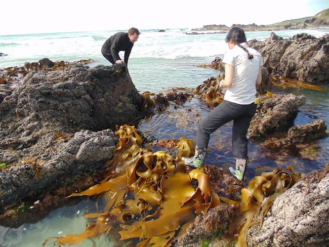 Sampling kelp on New Zealand's southern coast image