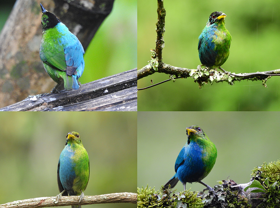 Bilaterally gynandromorphic Green Honeycreeper image