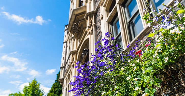 spring flowers 