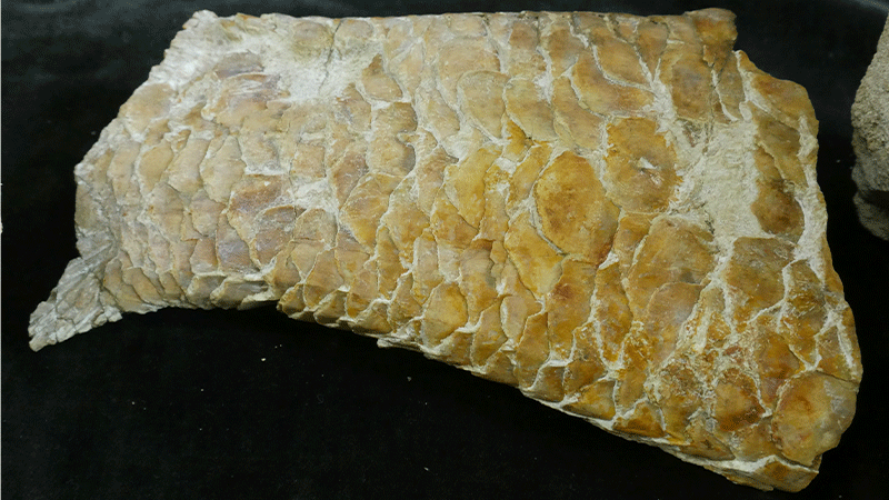 close up of fossil fish scales