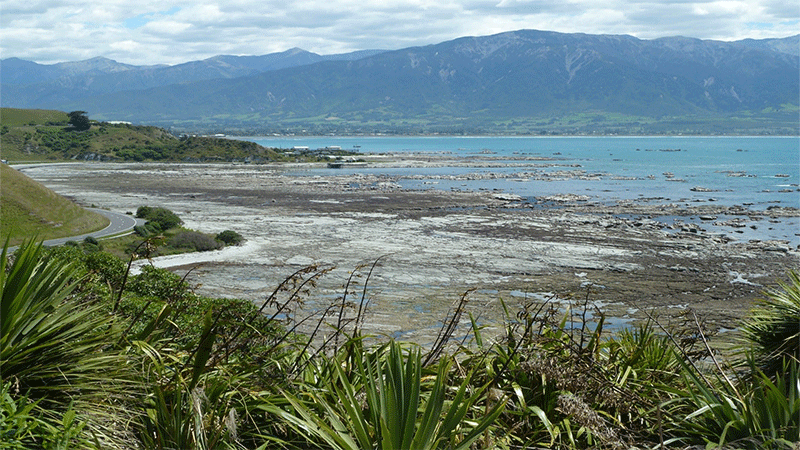 a bay with mountain in the background and flax in the foreground