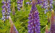 Lupin flowers thumbnail