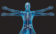Human-skeletal-system_thumbnail