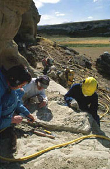 Field extraction of a small fossil whale