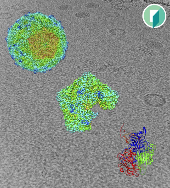 journal-of-virology-image-large