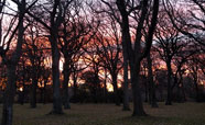 Beautiful winter sky seen through trees in Hagley Park.<br />Photo: Rebecca Phibbs (2017)