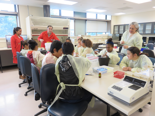 Pacific Island intermediate students prepare enzymes from bananas in the Otago Department of Biochemistry.