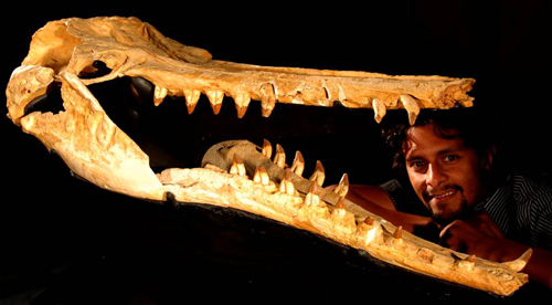 Gabriel Aguirre peers through the skull of a shark-toothed dolphin from Waitaki Valley, of Oligocene age ( roughly 25 Million years) 500px