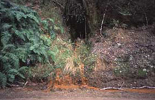 Neutral pH water seeping from a historic gold mine, Reefton, has elevated arsenic and antimony. Arsenic and antimony are also adsorbed by the brown iron-rich precipitate.
