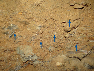 Gold-bearing gravel in an underground mine at Patearoa. This horizon is about 1 m thick and contains the characteristic rounded quartz pebbles (~1 cm, blue arrows) that indicate derivation from older gold-bearing quartz gravels.