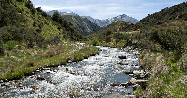 A stream running through a valley. Its banks are grassy, with shrubs and tussocks, but no native trees.