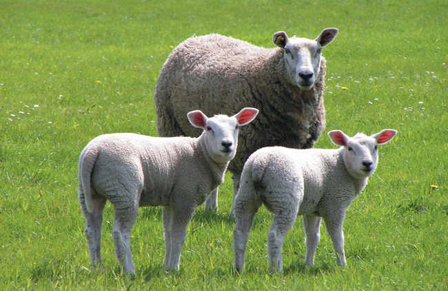 woolly sheep image