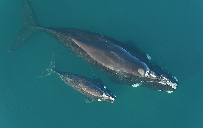 Whale study mother and calf image