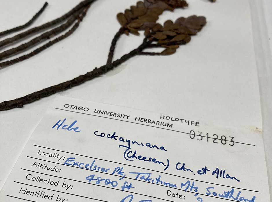 plant attached to a specimen card 