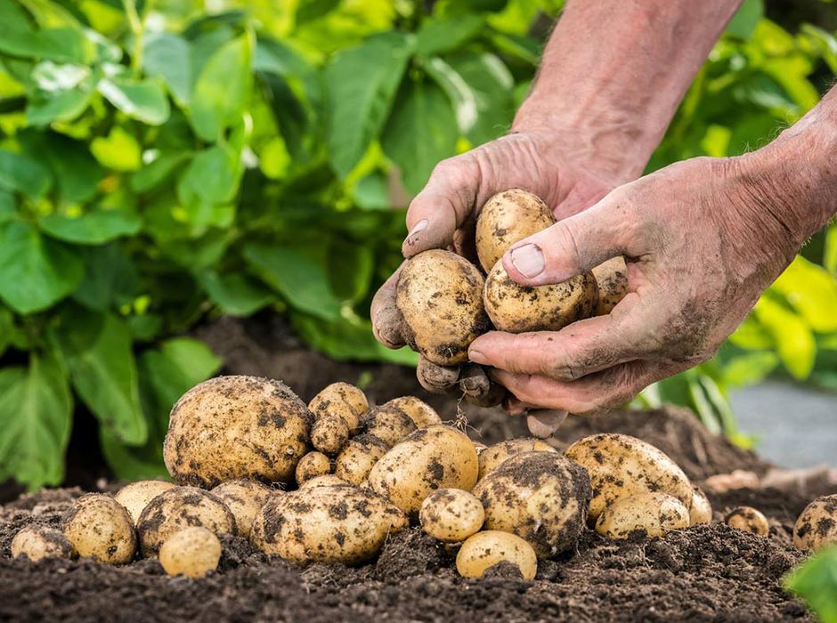 Person's hands-holding-potatoes