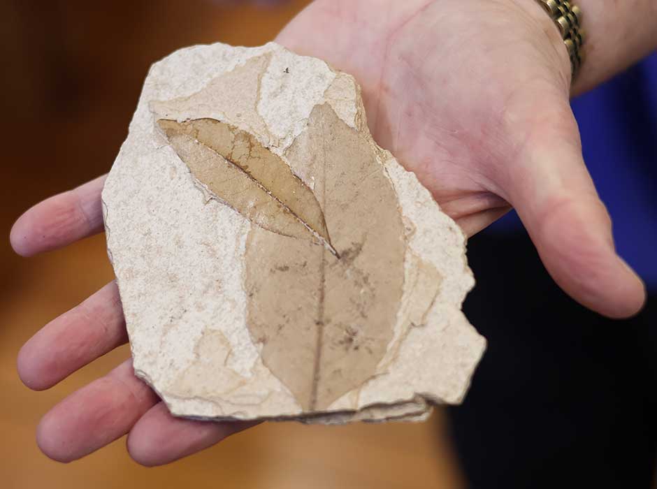 A hand holding a rock with two leave fossils on it