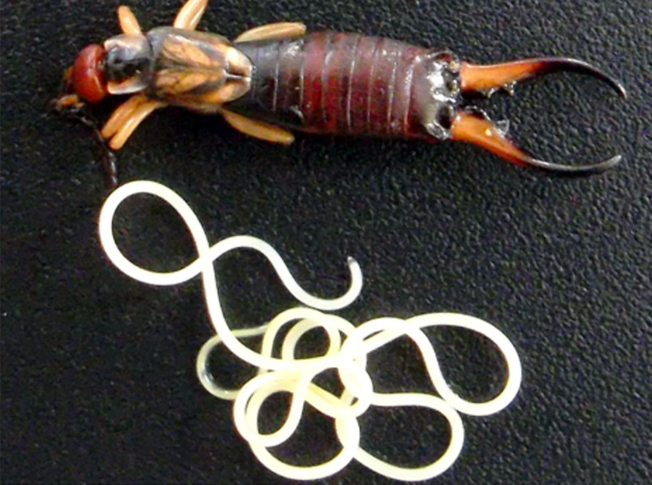Earwig and parasite image