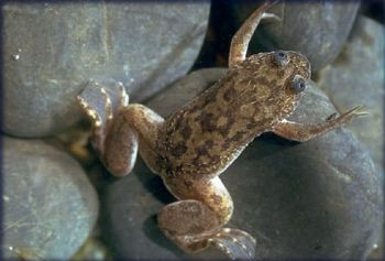 Xenopus laevis