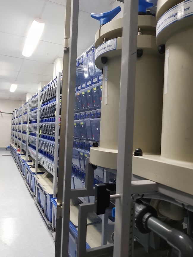 zebrafish tanks and filters 2