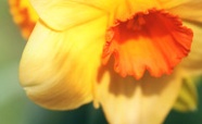 Daffodil flower thumbnail