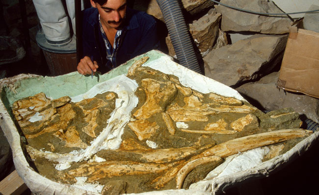 Baleen whale discovery image
