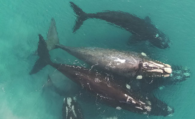 Southern right whales image