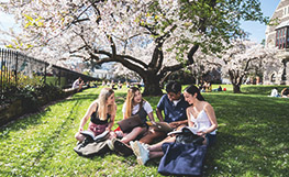 Four students under blossom tree