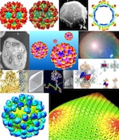 Highly commended structure of viruses photo