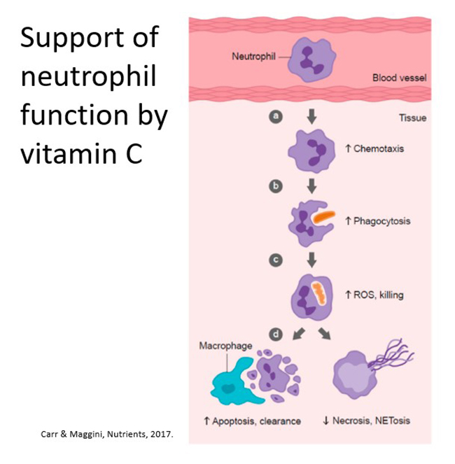 Support of neutrophil function by vitamin C
