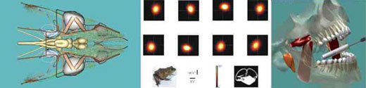 Desktop 3D model of Dogfish and Bullfrog coding of vestibular system
