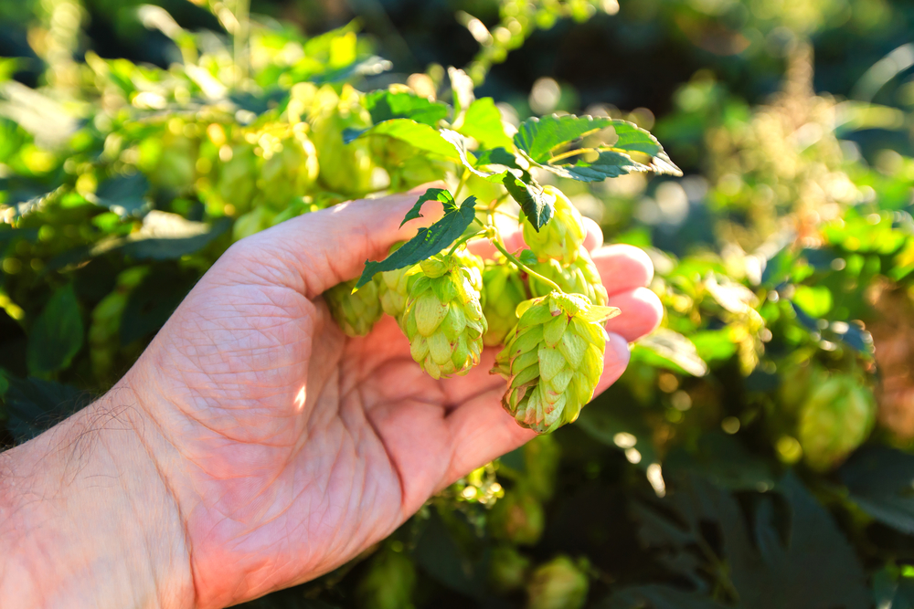 hops plants - bittering or aromatic? find out using analytical spectroscopy