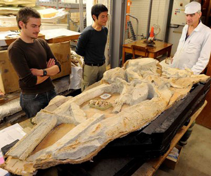 Felix Marx and other paleontologists with a skull of Mauicetus, an archaic baleen whale in the Geology Museum, University of Otago