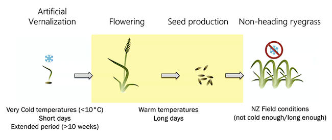 Infographic taken from poster summarising research on making non-flowering ryegrass including text and drawings of ryegrass in different states.