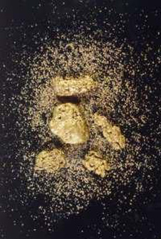 Alluvial gold collected by John Youngson in the Matakanui area. The fine gold in the background comes from remnants of 20 million year old gravels. The coarser nuggets come from young gravels, less than one million years old. The nuggets (largest one is nearly 1 cm across) have formed when groundwater in the gravels dissolved the small grains and deposited the gold again on larger grains nearby. In this way, larger grains keep growing, and smaller grains disappear.