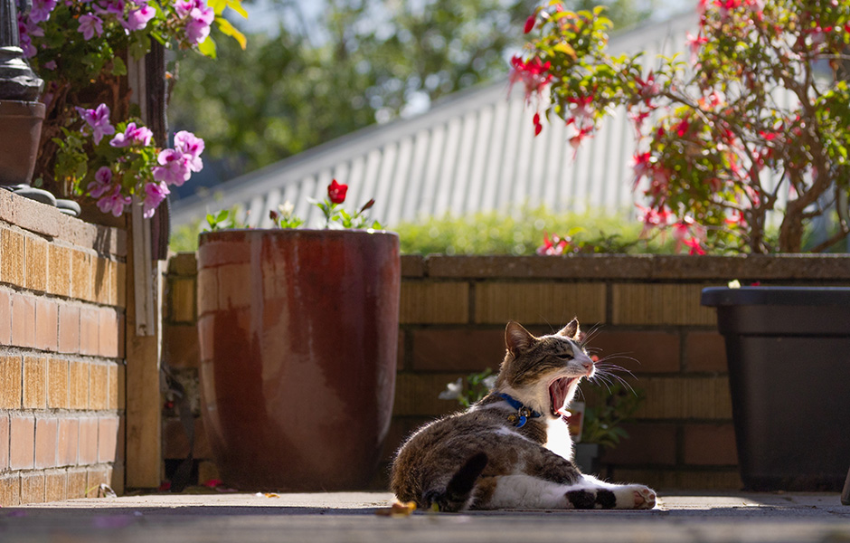 Cat yawning and lying on verandah in the sunshine