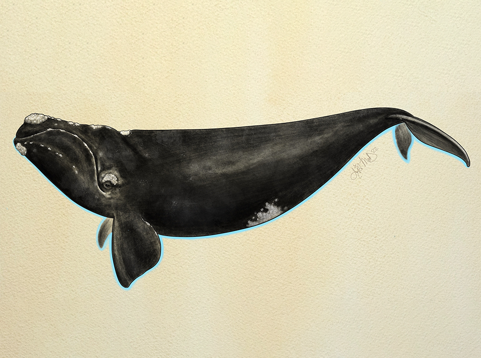 Right whale image