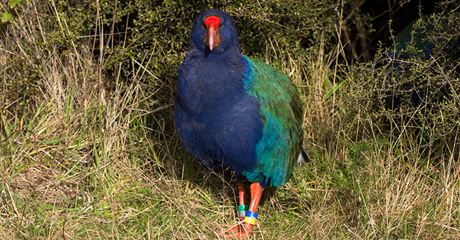 A takahē with coloured identification bands around its legs, looking directly at the camera