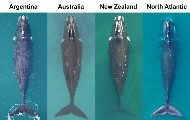 Four whales image